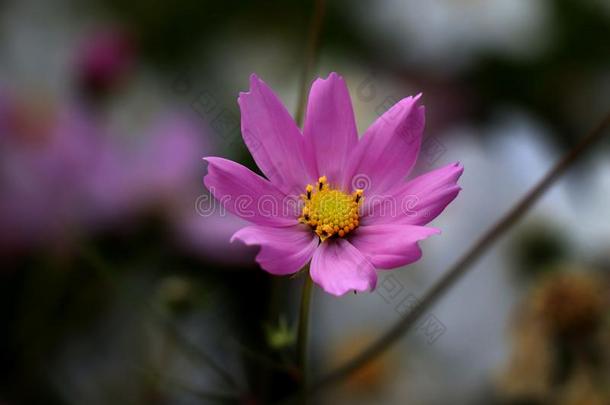 美丽的紫色的宇宙花采用指已提到的人花园.