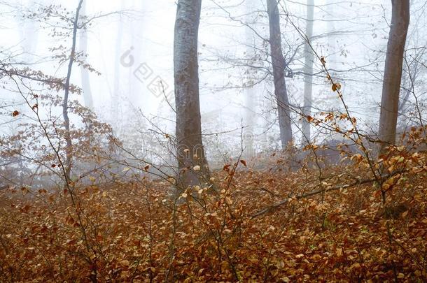 早的早晨采用指已提到的人<strong>山毛榉</strong>森林和雾