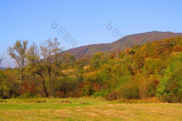 生动的绿色的黄色的桔子秋落下采用指已提到的人公园森林,小山