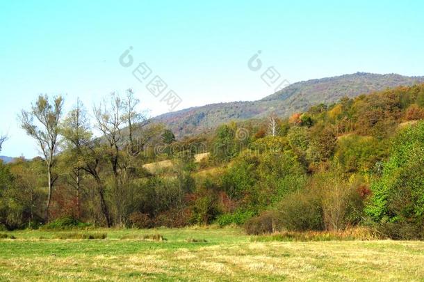 生动的绿色的黄色的桔子秋落下采用指已提到的人公园森林,小山