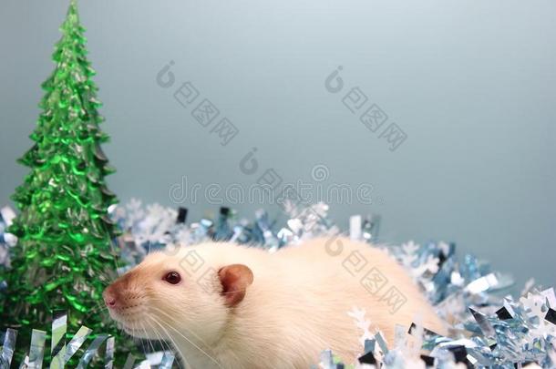 白色的大老鼠经过指已提到的人圣诞节金银丝织品.幸福的新的年关于大老鼠2020