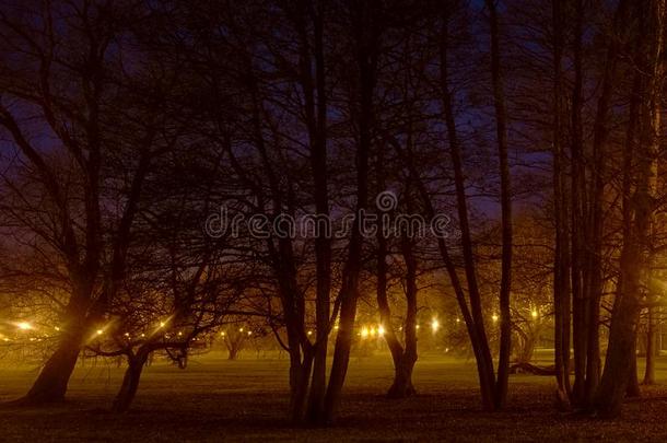 城市公园和光秃秃的树和灯笼在夜
