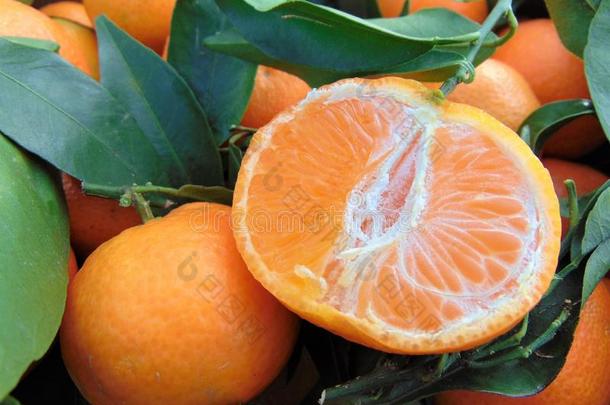 新鲜的橘子克莱门氏小柑橘和绿色的树叶为卖在指已提到的人妈