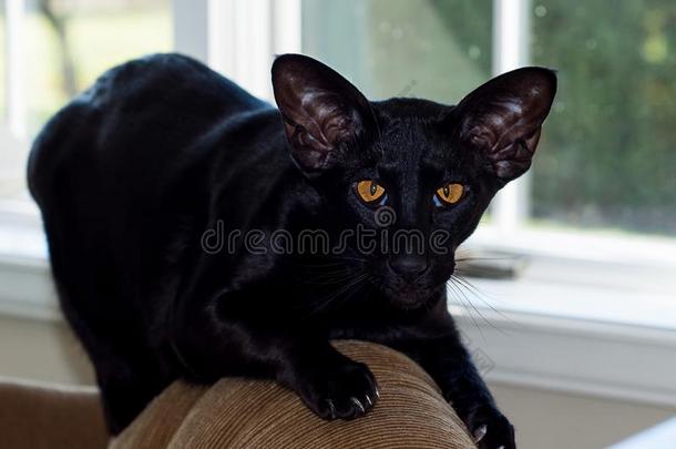 猫东方的短毛猫黑的宠物赌注向长沙发椅