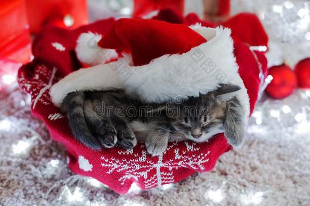 睡眠圣诞节猫.美丽的小的平纹睡眠小猫,