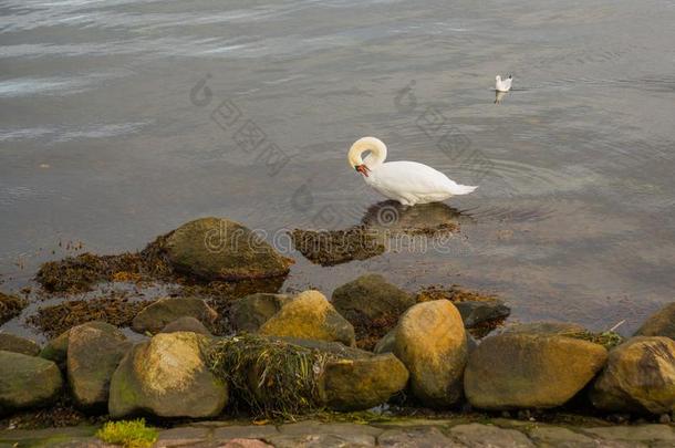 哥本哈根,丹麦:白色的天鹅采用指已提到的人水.美丽的全景图
