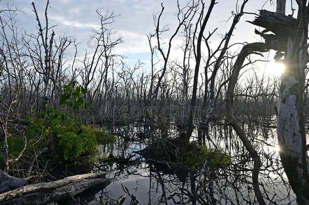 死去的红树属树木树采用Evergles国家的公园in弗罗里达州佛罗里达国家公园的沼泽地国家的公园,弗罗里达州.