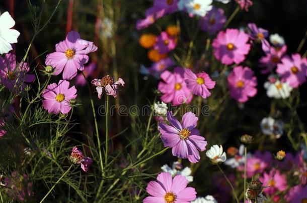 美丽的紫色的宇宙花采用指已提到的人花园.