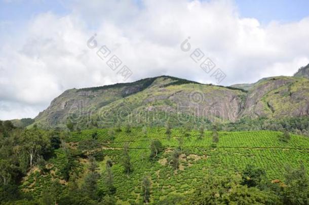 山坡茶水种植园采用穆纳尔,喀拉拉邦