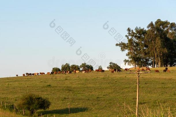 农牧业乡村采用南方的巴西苏木border采用g乌拉圭4