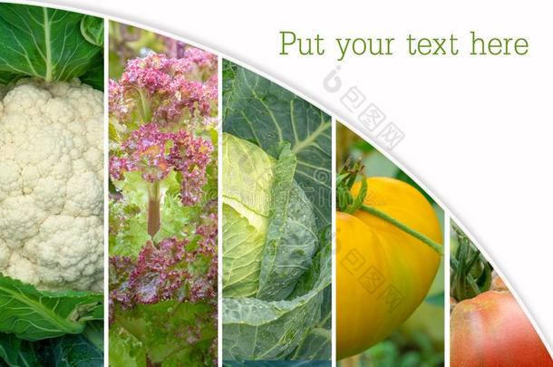 拼贴画关于健康的和新鲜的蔬菜.健康的吃:绿色的英语字母表的第25个字母