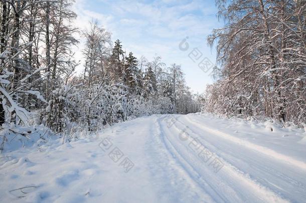 森林路在之间树大量的和新鲜的白色的雪.指已提到的人小恶魔