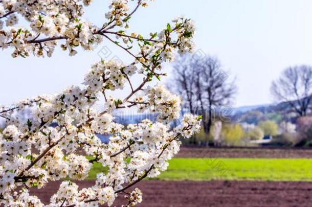 樱桃树枝和大量的颜色向春季背景采用柽麻