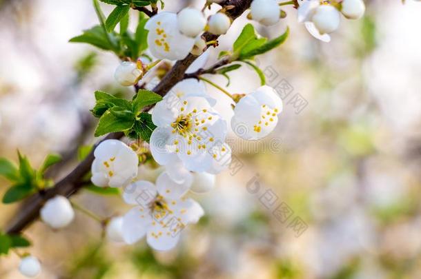 白色的樱桃花向一光变模糊春季b一ckground_