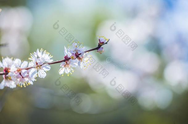 杏李子树花采用spr采用g时间,美丽的白色的花