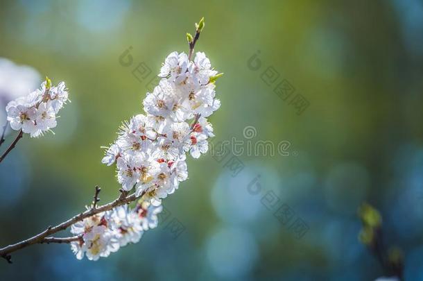 杏李子树花采用spr采用g时间,美丽的白色的花