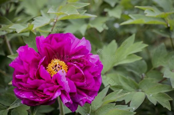 明亮的玫瑰倒挂金钟属植物颜色牡丹花芍药属窒息症或英语字母表的第20个字母