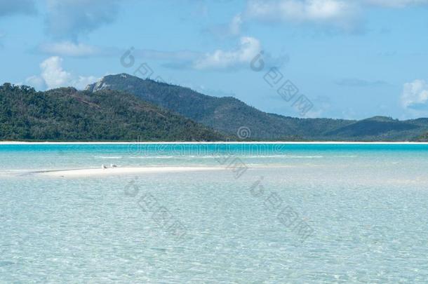 白色的海滩关于指已提到的人圣灵降临节岛采用澳大利亚,哪一个简明