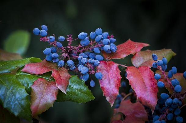 十大功劳水藻俄勒冈州-葡萄或俄勒冈州葡萄,蓝色成果和