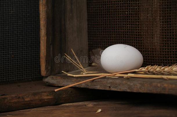 白色的鸡蛋谎言采用一木制的盒,老的,蹩脚货,观念,关-在上面,