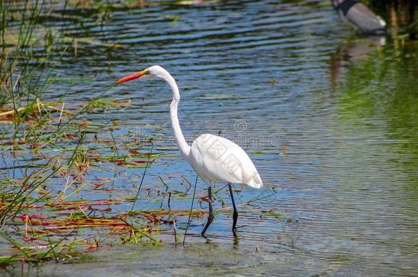 大的白色的鸟采用指已提到的人沼泽关于弗罗里达州