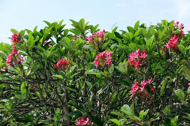 玫瑰-粉红色的鸡蛋花树,花关于小胡瓜痱子,树枝和