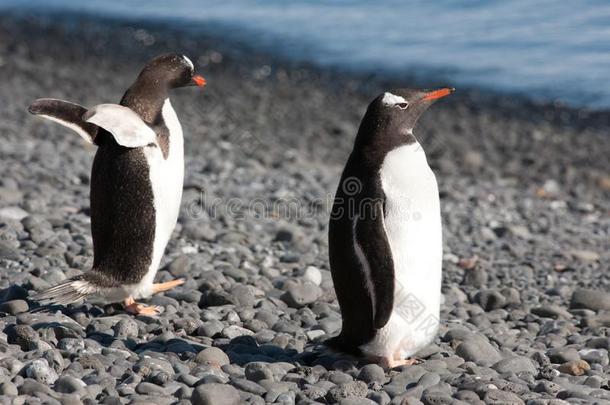 企鹅,两个漂亮的巴布亚企鹅企鹅-皮戈斯西利斯巴布亚岛,摇摇摆摆地走
