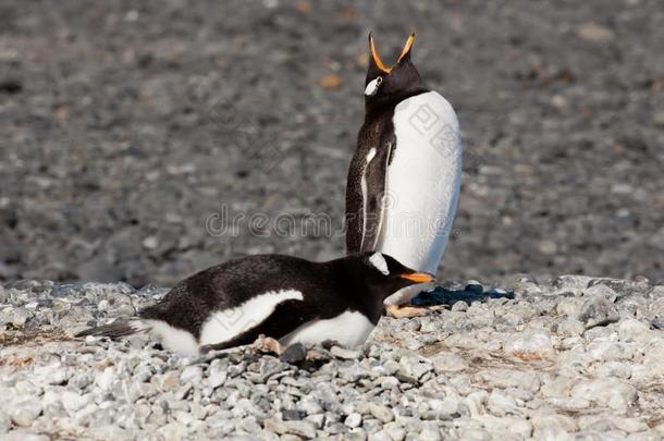 企鹅,两个漂亮的巴布亚企鹅企鹅,num.一是（be的三单形式产卵数下向st向y