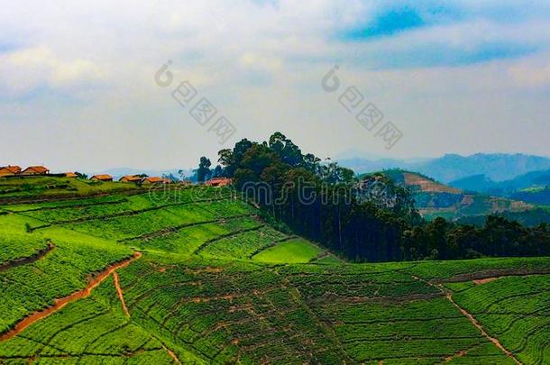 风景关于绿色的茶水种植园采用卢旺达