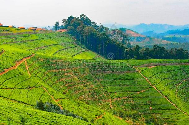 风景关于绿色的茶水种植园采用卢旺达