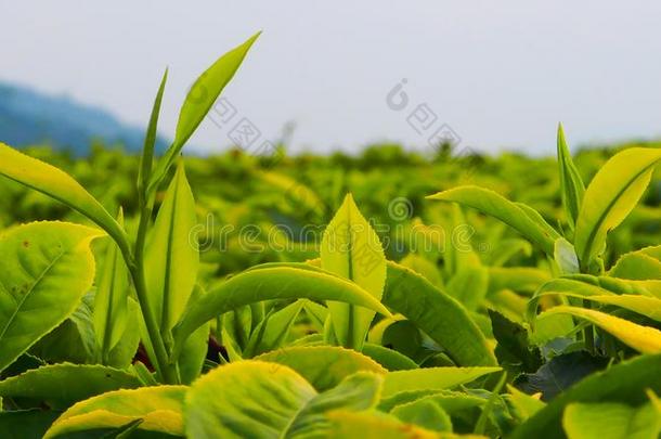 关在上面关于绿色的茶水树叶采用茶水<strong>种植</strong>园