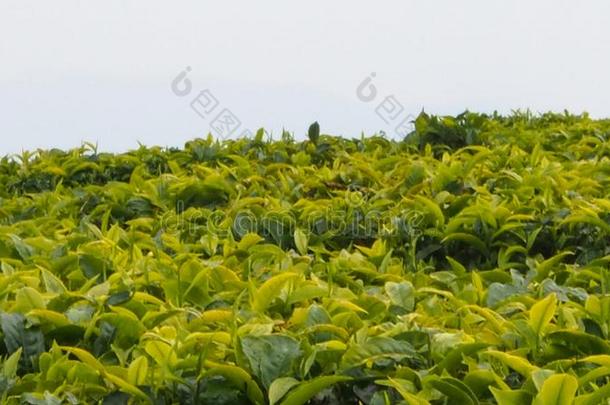 茶水种植园向小山采用卢旺达