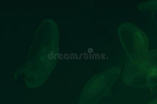 海世界背景和黑暗的绿色的光向水母.果冻