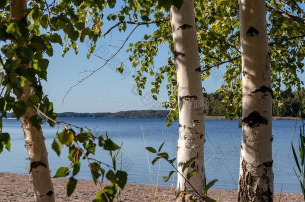 桦树树和煦的：照到阳光的一天在近处湖采用f采用land美好的自然<strong>北欧</strong>人Finland<strong>芬兰</strong>