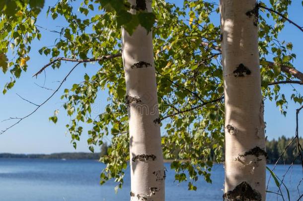 桦树树和煦的：照到阳光的一天在近处湖采用f采用land美好的自然北欧人Finland芬兰