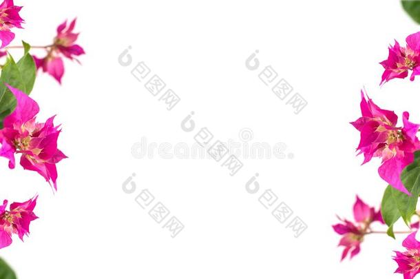 粉红色的叶子花属花向一白色的b一ckground.pl一ce为文本