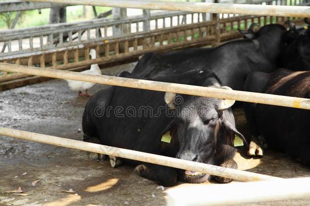 关在上面年幼的穆拉水牛采用稳定的