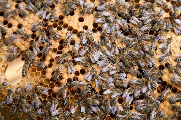 工作的蜜蜂采用一<strong>蜂箱</strong>向h向eycomb.蜜蜂采用side<strong>蜂箱</strong>和se一le