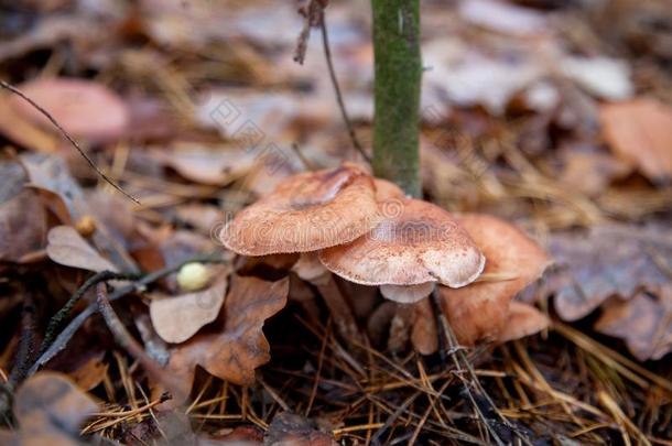 野生的森林蘑菇蜂蜜伞菌类采用指已提到的人森林经过红色的一英语字母表的第25个字母