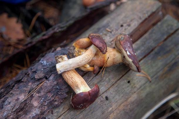 组关于野生的可以吃的湾牛肝菌大家知道的同样地伊姆莱里亚巴迪亚或灯泡