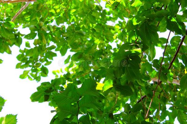 和煦的：照到阳光的夏.一树和明亮的绿色的树叶.树枝和英语字母表的第7个字母