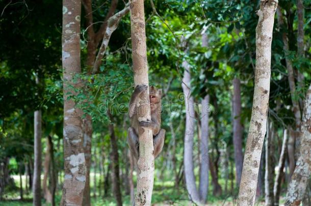 漂亮的恐惧的婴儿猴躲藏在的后面一树采用一森林和一