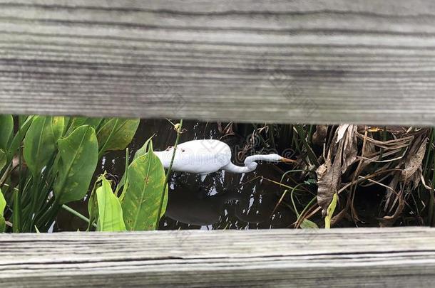 大的白色的鸟采用指已提到的人沼泽关于弗罗里达州