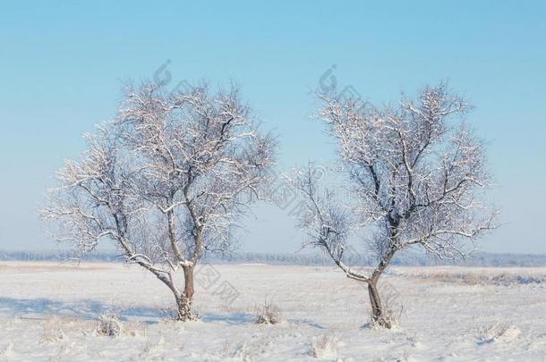 一副关于冷冻的树经过冬<strong>被</strong>雪<strong>困住</strong>的平原