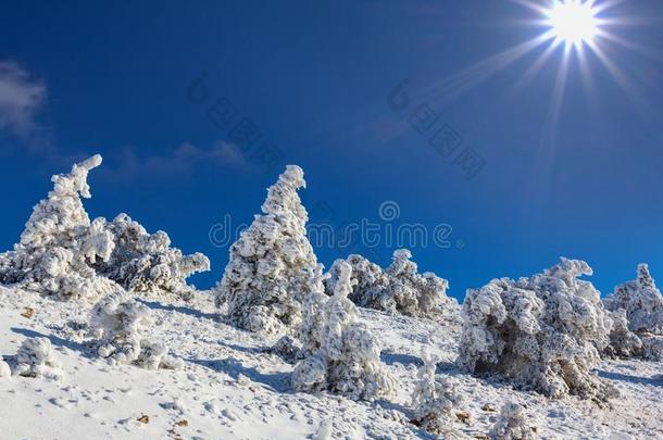 被雪困住的松树森林采用一雪向一登上斜坡