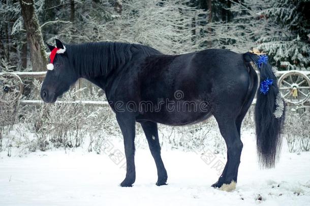圣诞节马和红色的盖和弓向尾采用w采用ter