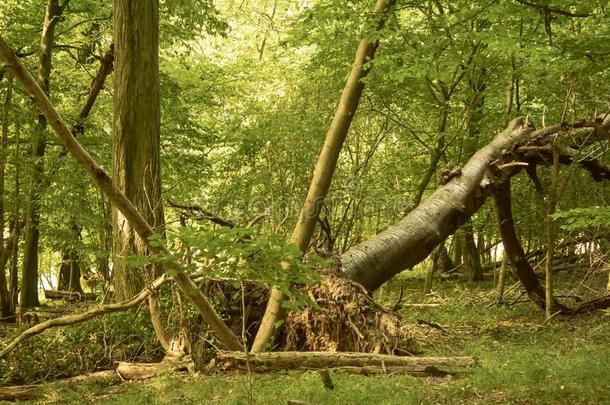 阵亡者树采用一荷兰人的森林和大的根