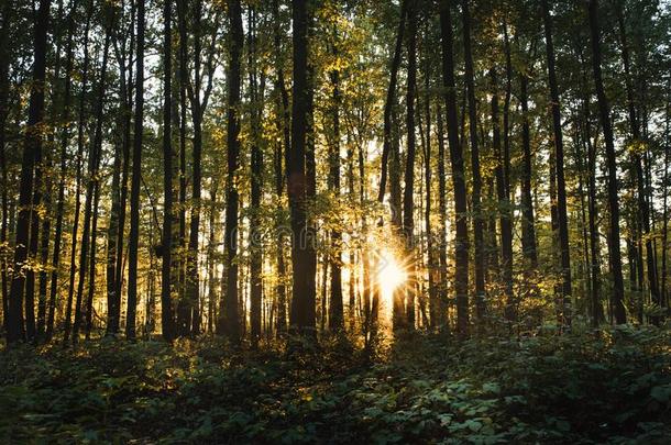 美丽的栎树森林在的时候一日落.森林关于每年<strong>落叶</strong>的树