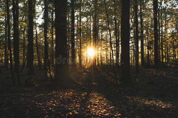 美丽的栎树森林在的时候一日落.森林关于每年<strong>落叶</strong>的树