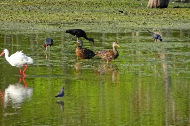 一副关于鸭采用指已提到的人弗罗里达州沼泽